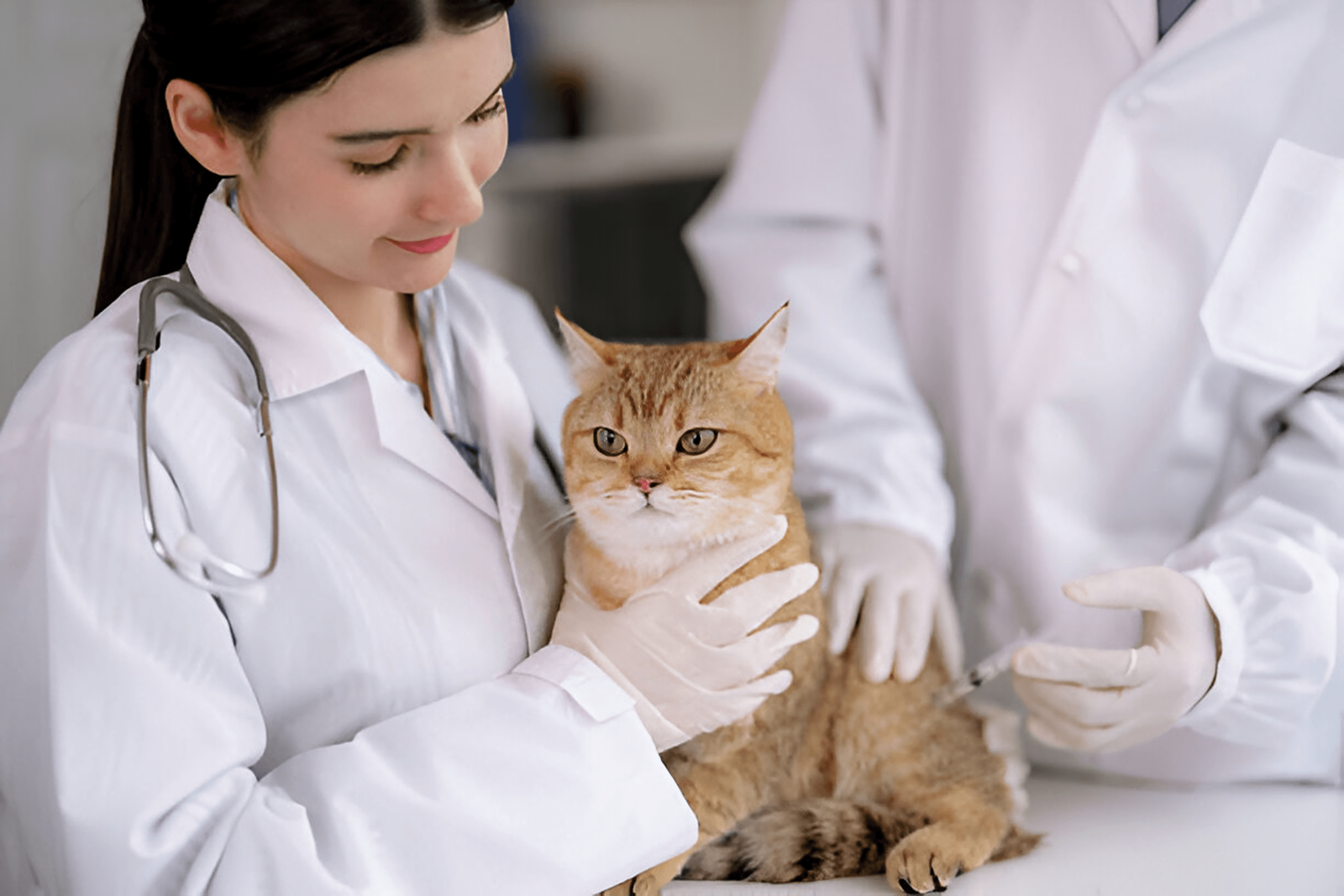 Veterinarian holding a ginger tabby cat during a clinic check-up