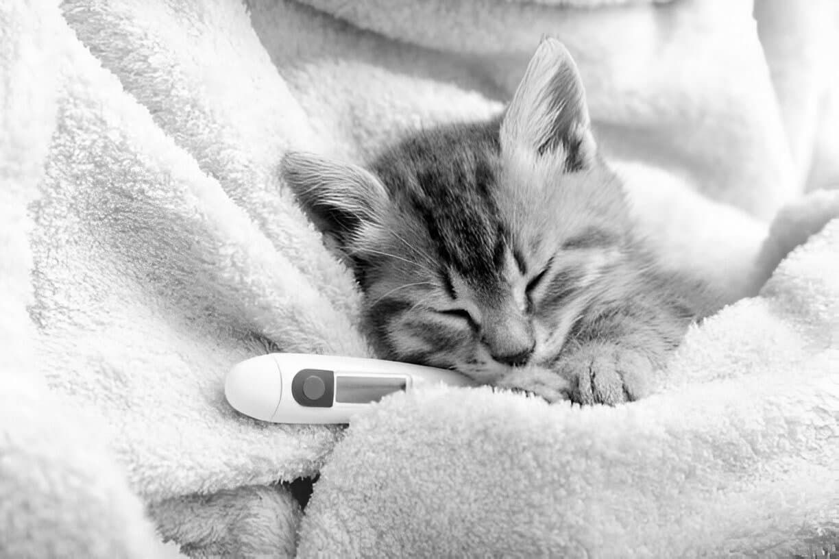 Kitten resting on a soft towel