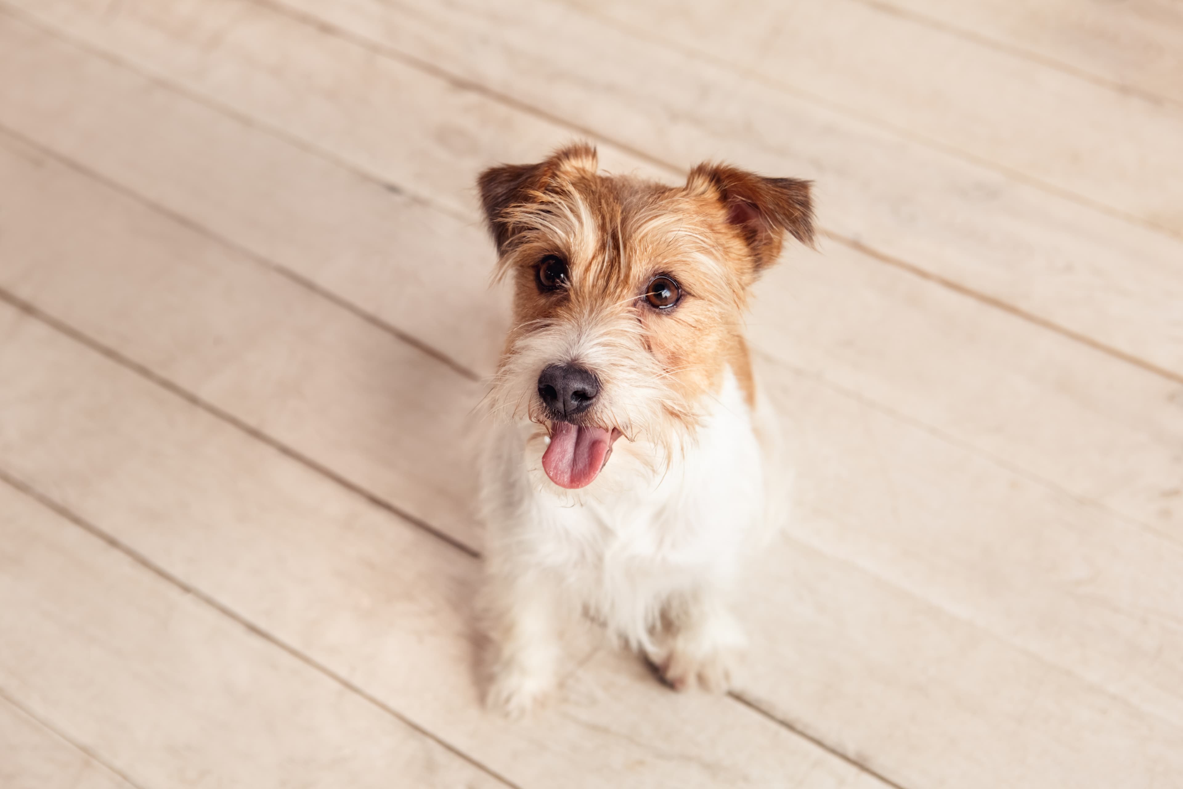 Happy Jack Russell Terrier looking up