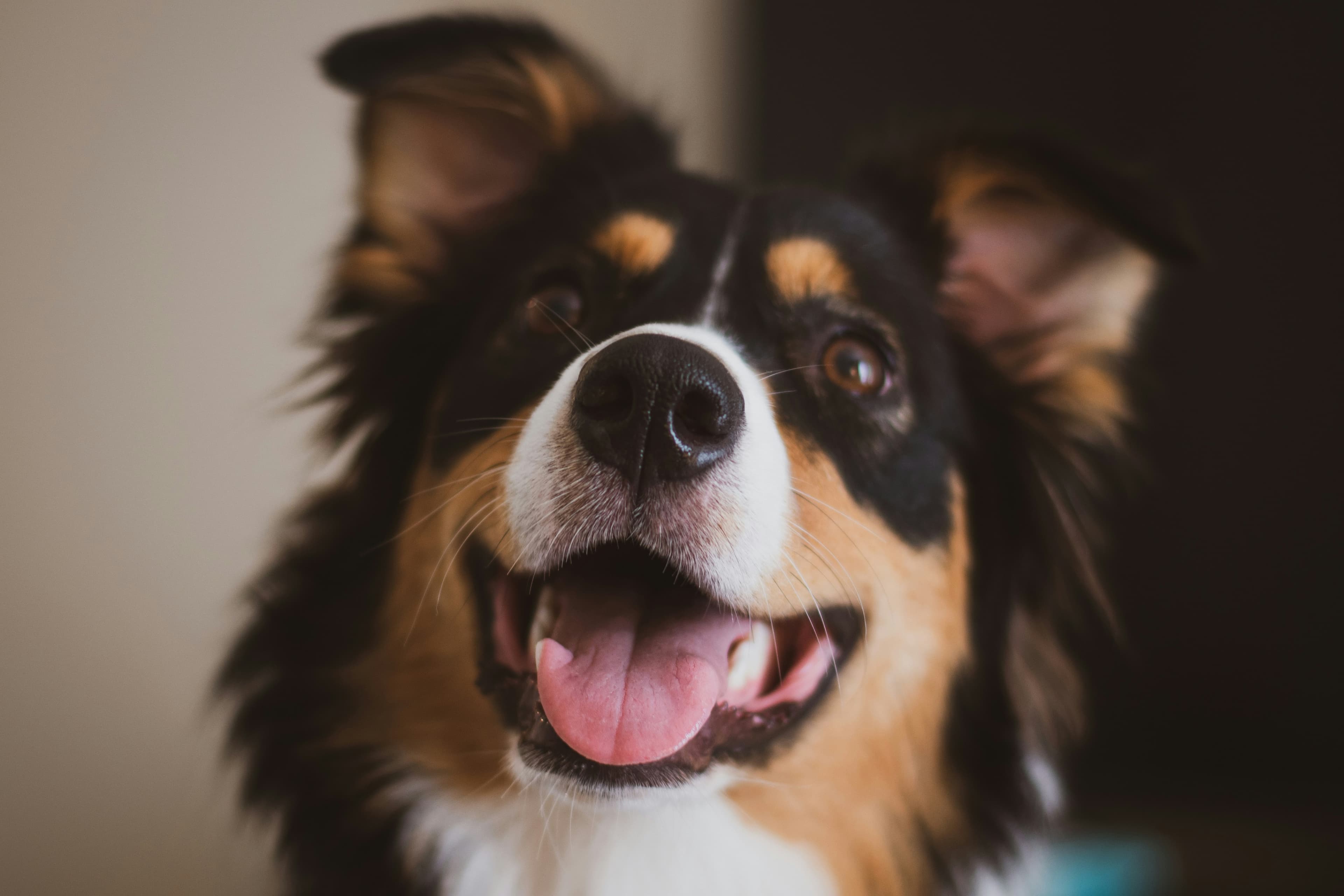 Happy dog looking toward the camera