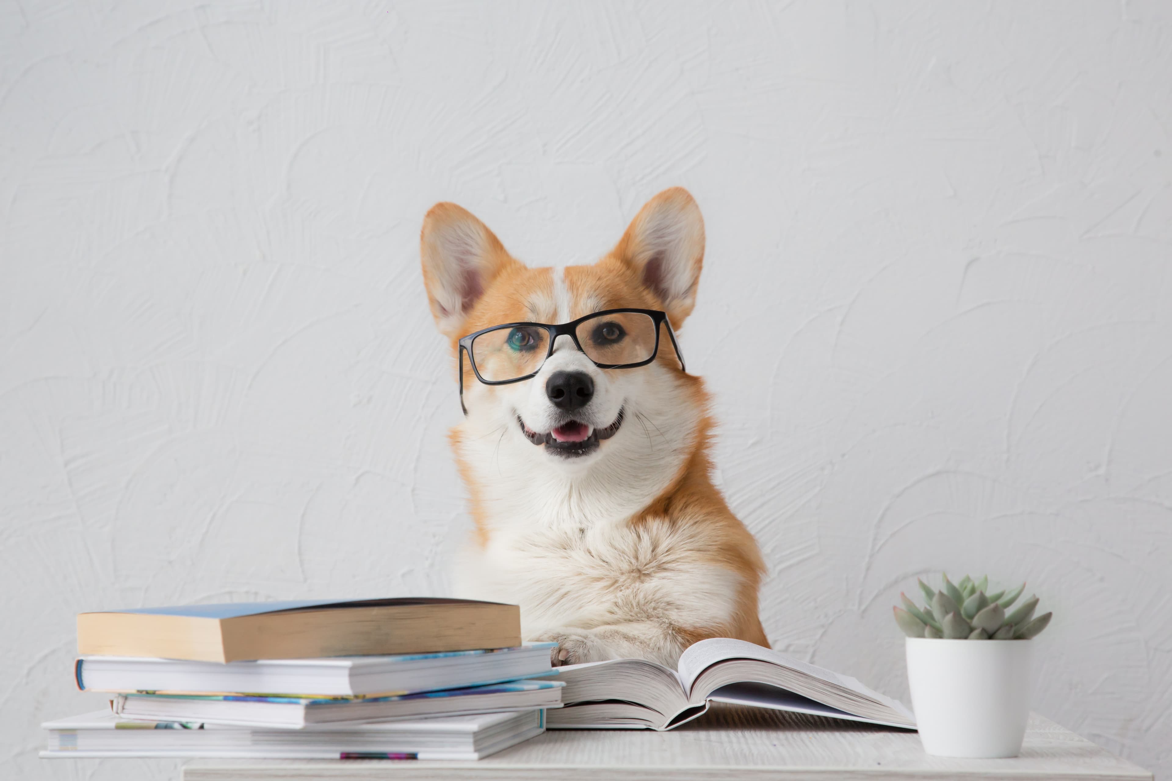 Corgi wearing glasses sitting at a desk with books