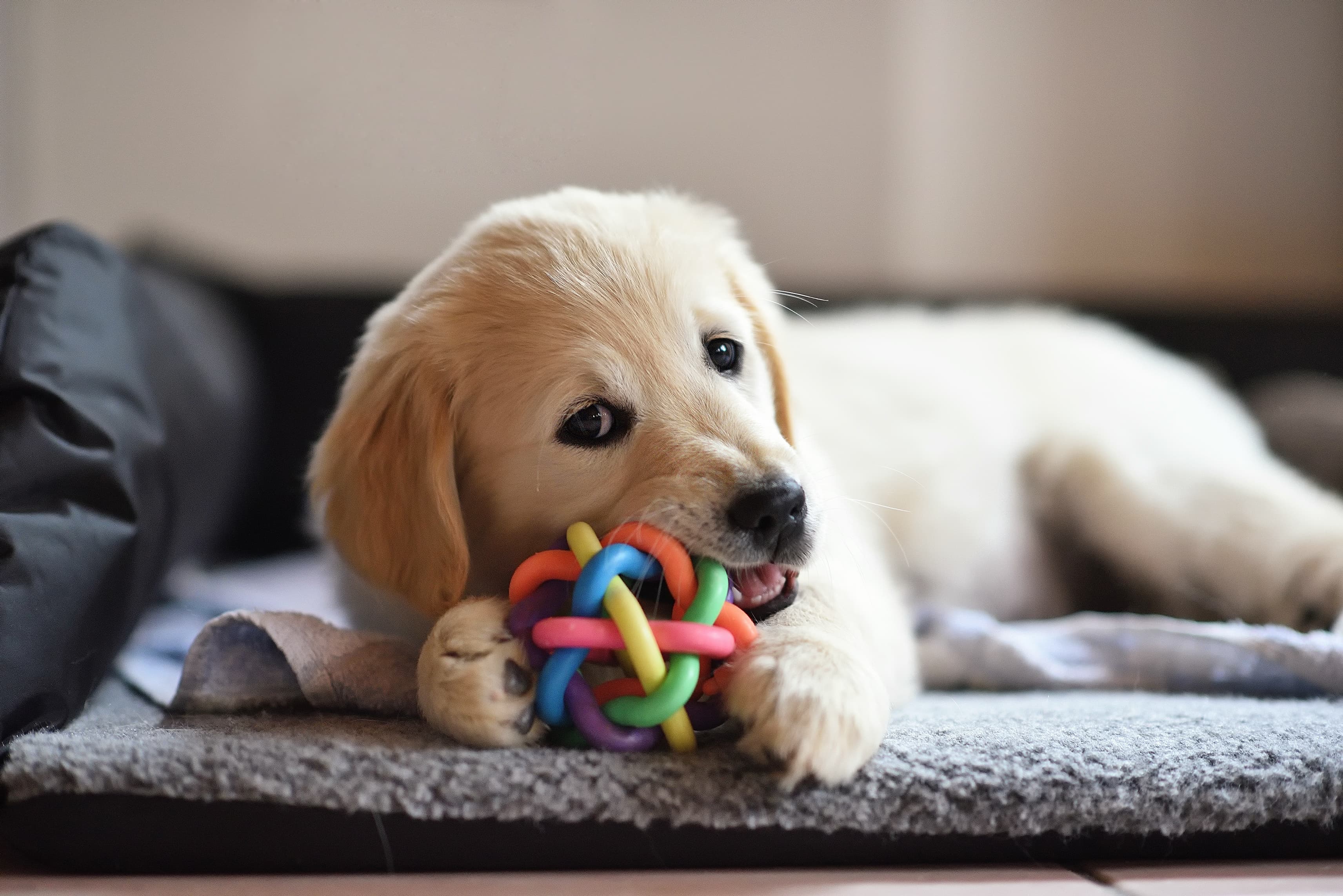 Golden Retriever puppy playing with a colorful ball