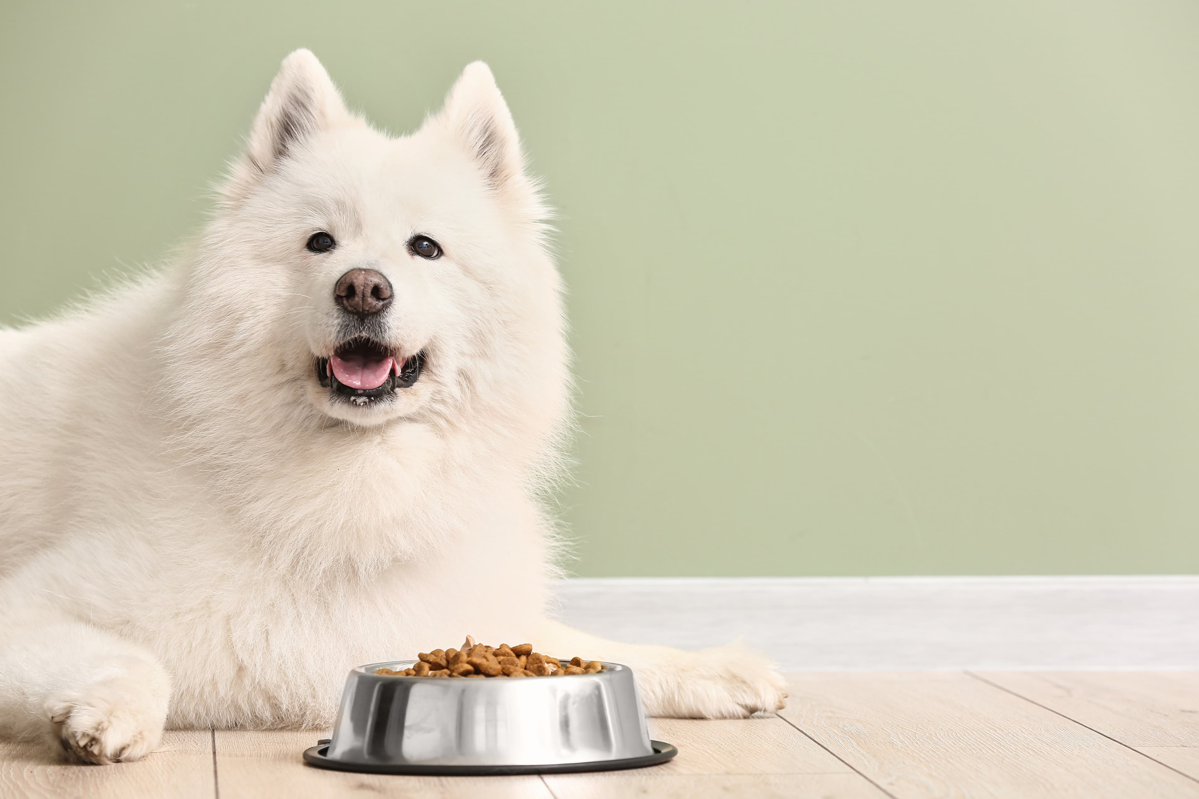 White Samoyed dog lying beside a bowl of Kitchen Flavor pet food