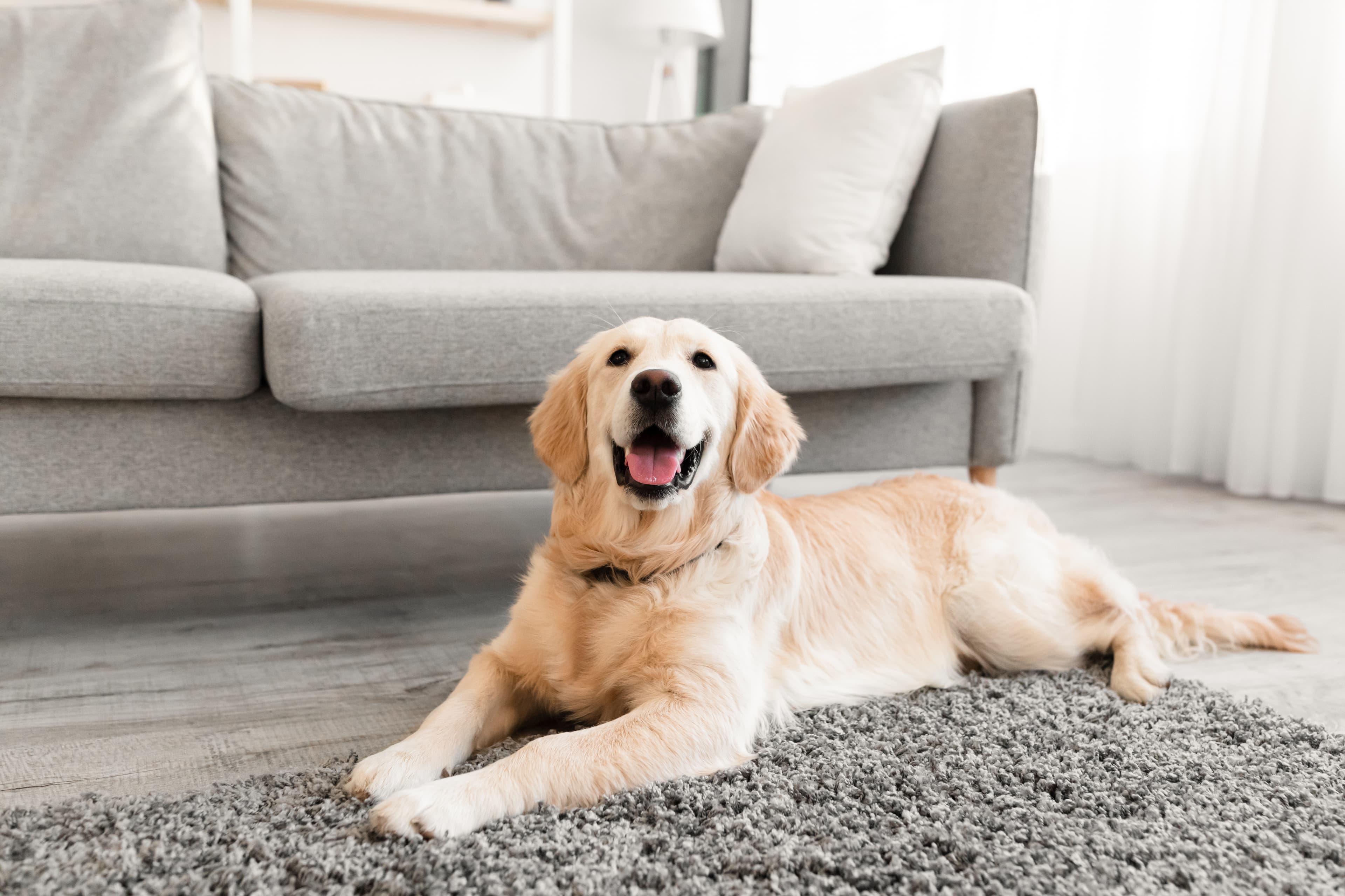 Golden Retriever lying on a rug