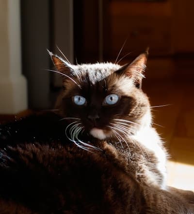 Siamese kitten looking at camera