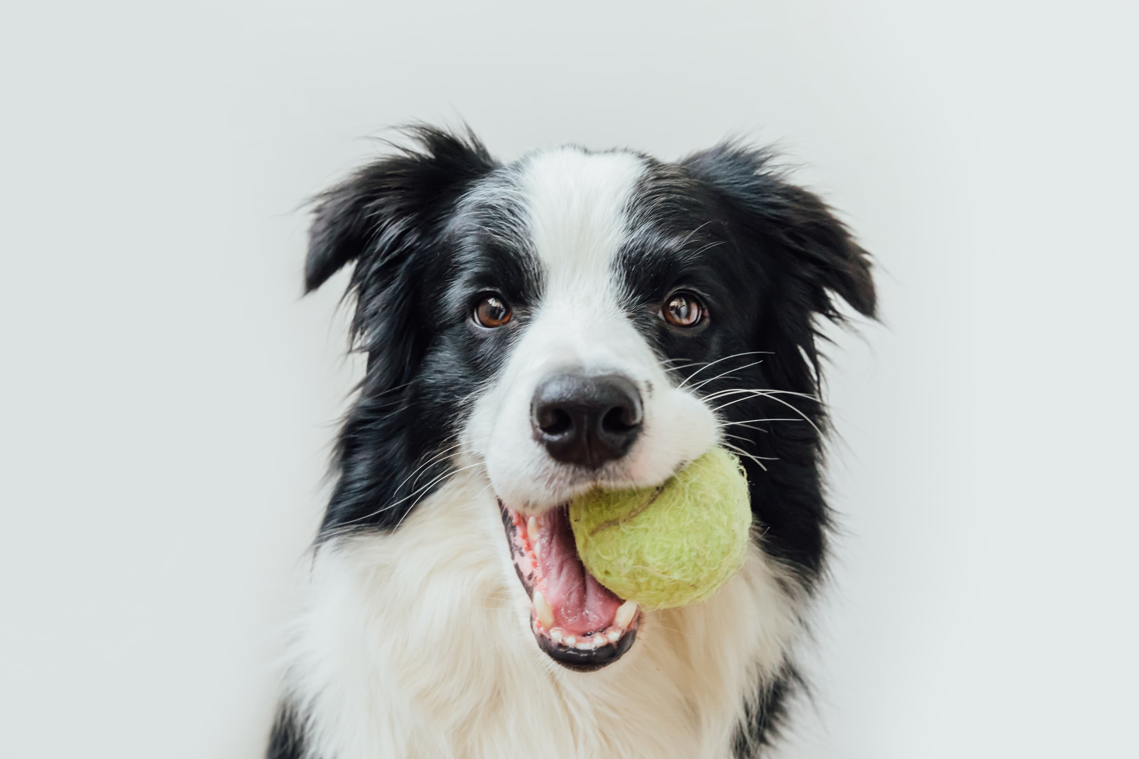 Border Collie puppy with a tennis ball