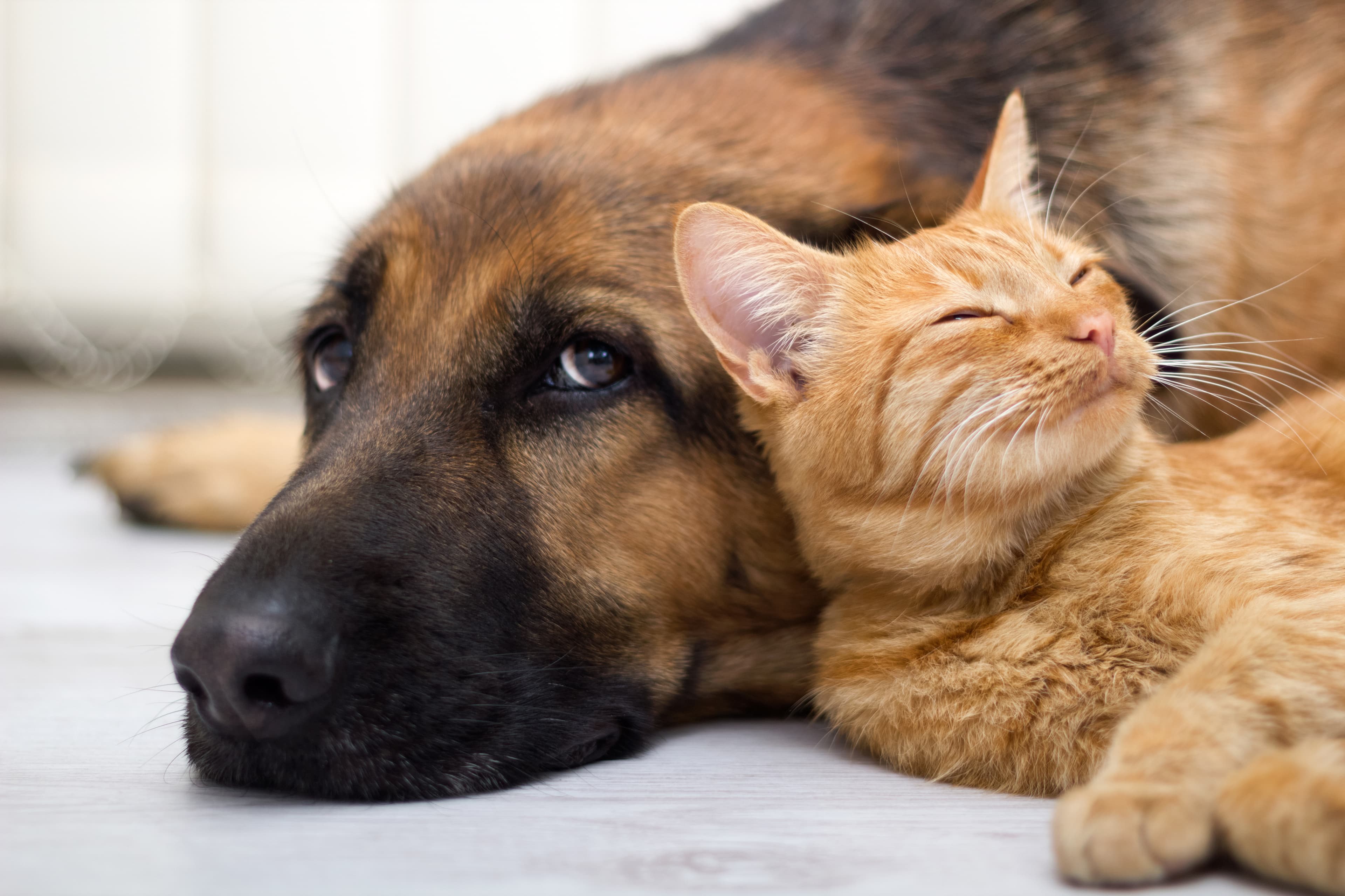 German Shepherd and ginger cat resting together