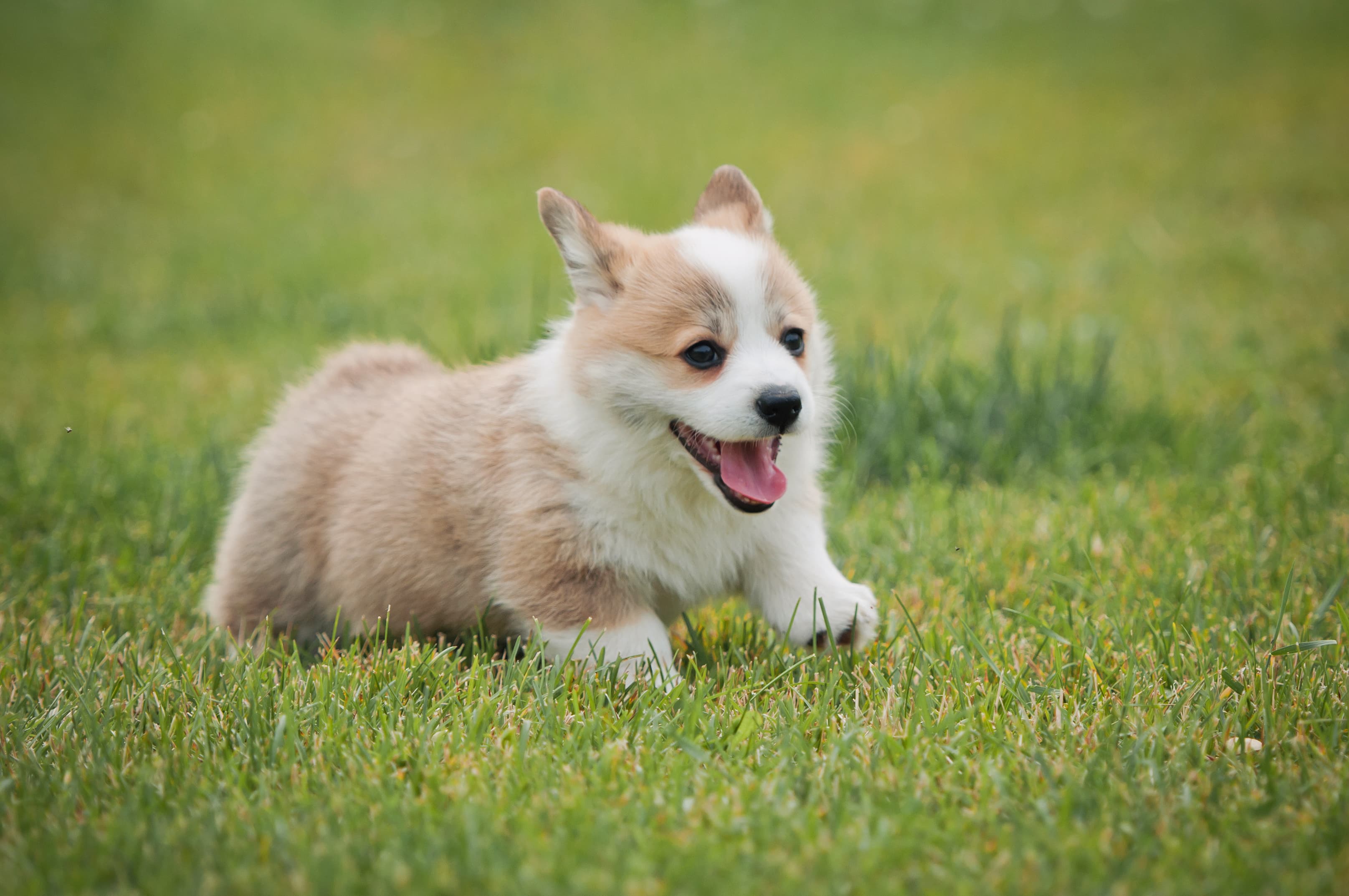Corgi puppy running on grass
