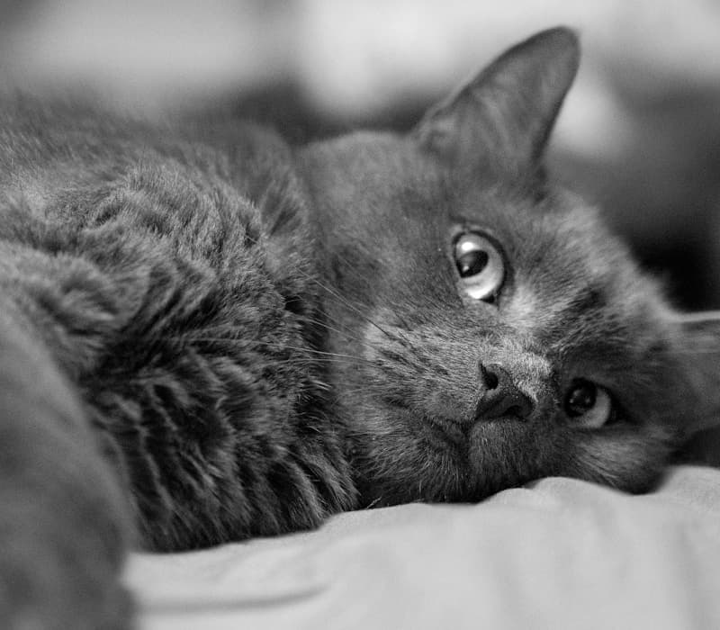 Grey cat looking upward